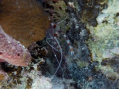 Banded Coral Shrimp (Cleaning)
